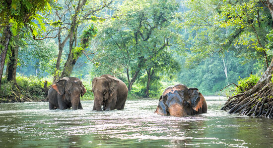 Cardamom Mountain Elephant San